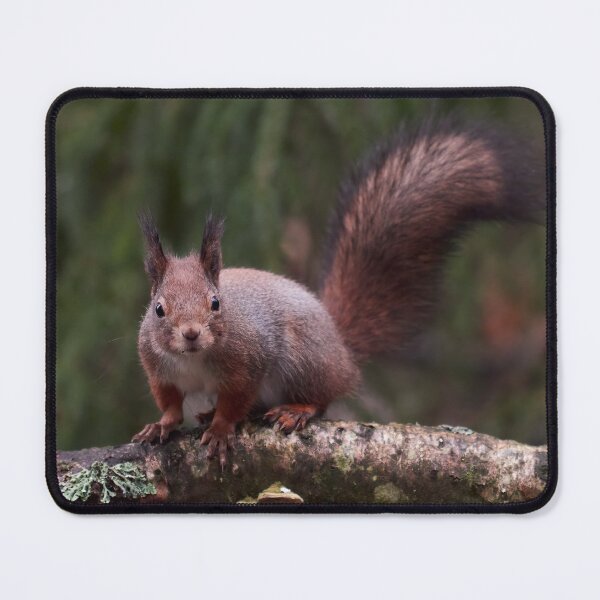 Item preview, From the forests so dark. Eurasian red squirrel designed and sold by Jouko Lehto Photography.