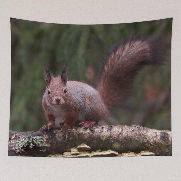 Item preview, From the forests so dark. Eurasian red squirrel designed and sold by Jouko Lehto Photography.