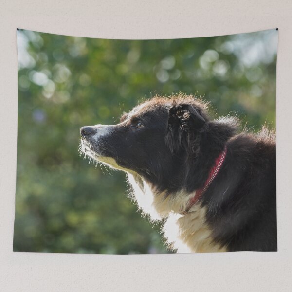 Item preview, Border Collie Dog, Profile designed and sold by Jane Stanley Photography.