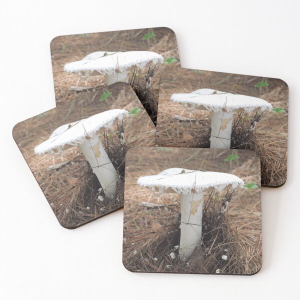 Item preview, European white egg (Amanita ovoidea) designed and sold by Furiarossa.