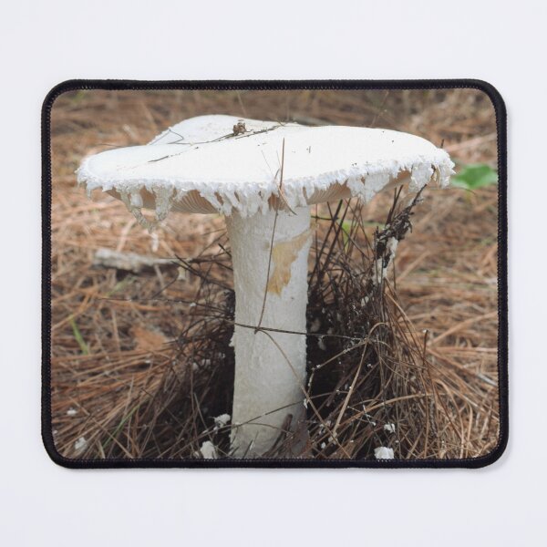 Item preview, European white egg (Amanita ovoidea) designed and sold by Furiarossa.