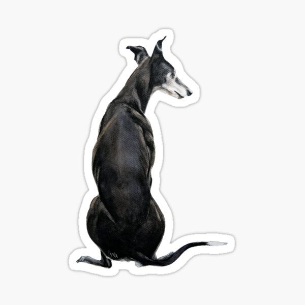 Greyhound - Galgo Espanol - Gazing around Sticker