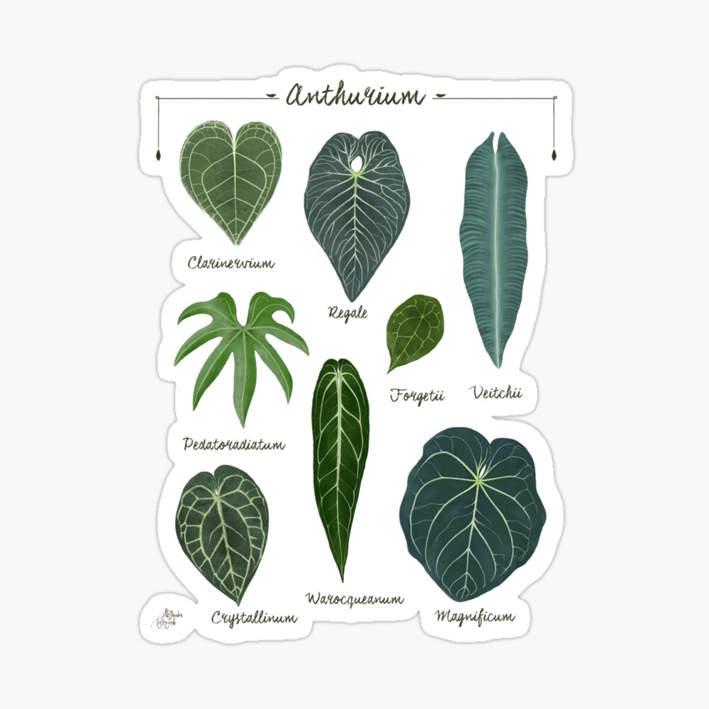 Anthurium Varieties Plant Identification Chart Digital, 41 OFF