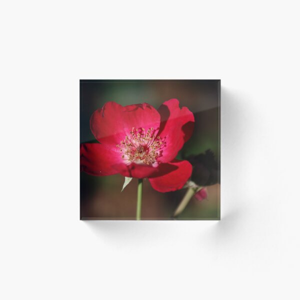 Item preview, The last rose designed and sold by Olivia Plasencia.