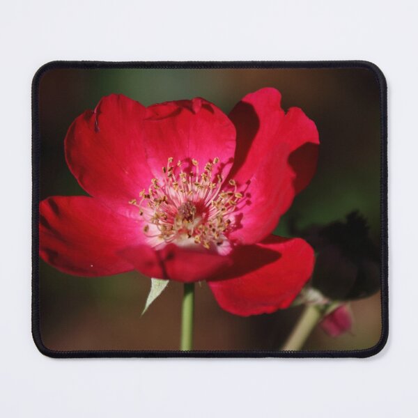 Item preview, The last rose designed and sold by Olivia Plasencia.