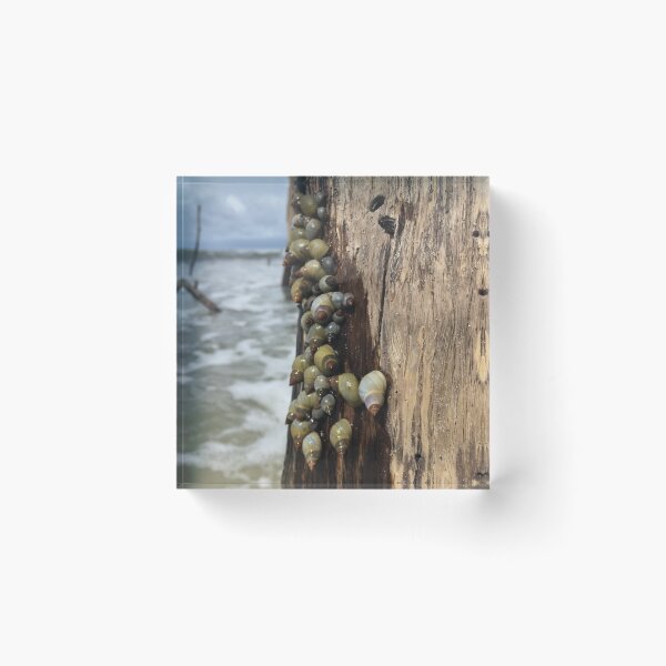 Item preview, Snails on the seashore designed and sold by TheKitchenCynk.