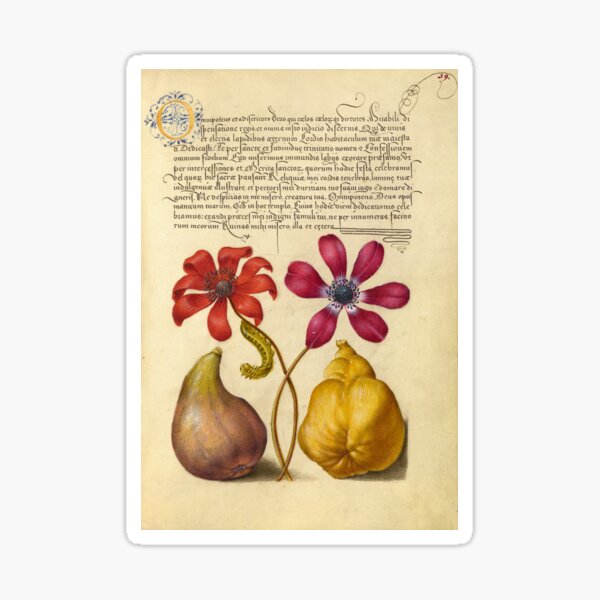 Item preview, Naturalist Manuscript: Flowers, Insect, Fruits, and Calligraphy Illumination by Joris Hoefnagel designed and sold by Naturalist Prints.