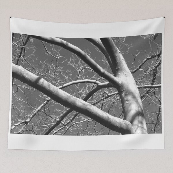 Item preview, Shadowy Black and White Sycamore Tree designed and sold by JariHawk.
