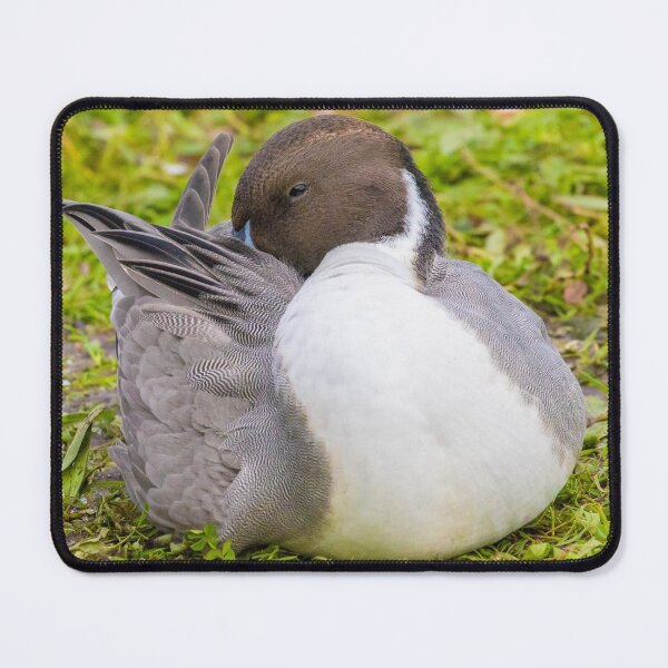 Item preview, Pintail designed and sold by LaurenTucker.