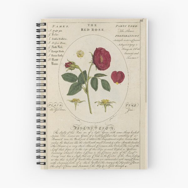Aperçu de l'œuvre Rose rouge de Sheldrake créée et vendue par Lloyd Library & Museum.