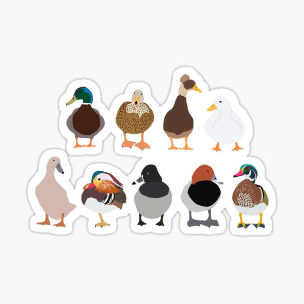 Item preview, Species of Ducks designed and sold by gkhard.