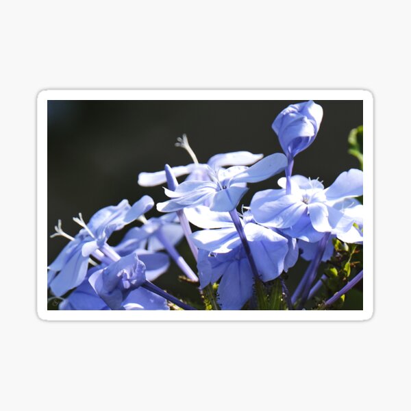 Blue Plumbago Flowers Sticker