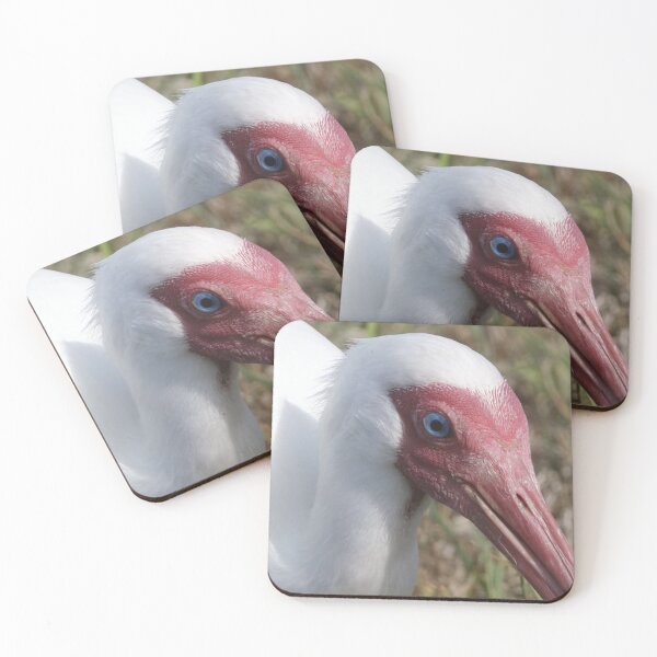 Item preview, White Ibis Portrait designed and sold by HeadBlaze.