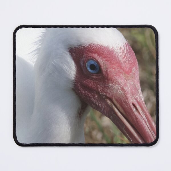Item preview, White Ibis Portrait designed and sold by HeadBlaze.