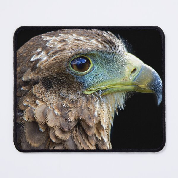Item preview, Harris's Hawk close-up portrait designed and sold by Fiona Etkin.