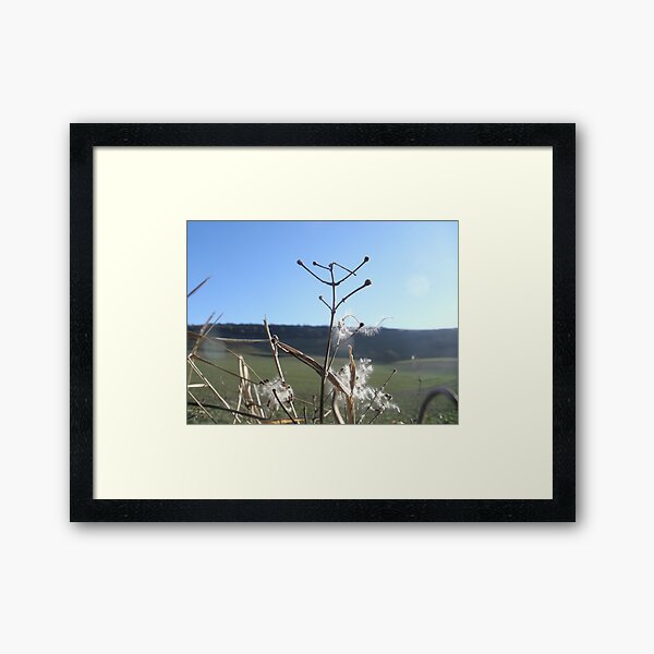 Dandelion Seeds Framed Art Print