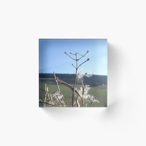 Dandelion Seeds Acrylic Block