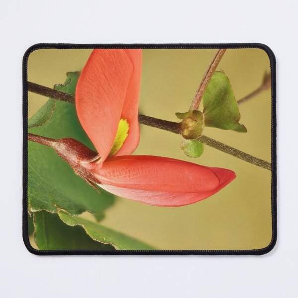 Item preview, Running Postman (Kennedia prostrata), native ground cover, South Australia designed and sold by NanaRusty.