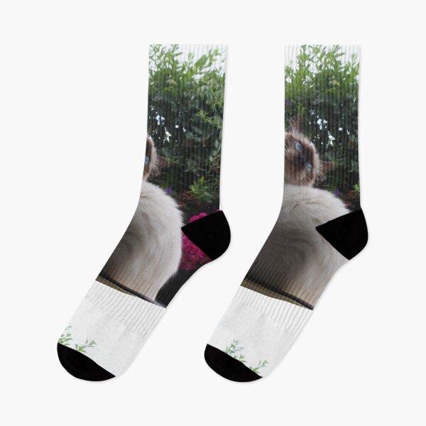 Item preview, Curious Ragdoll Kitty Cat Roaming in Garden designed and sold by citrusapple.