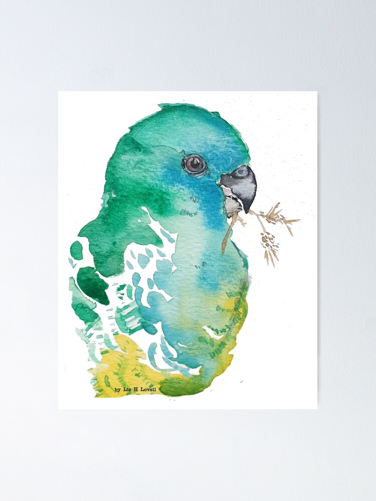 Red rumped turquoise coloured Australian parrot