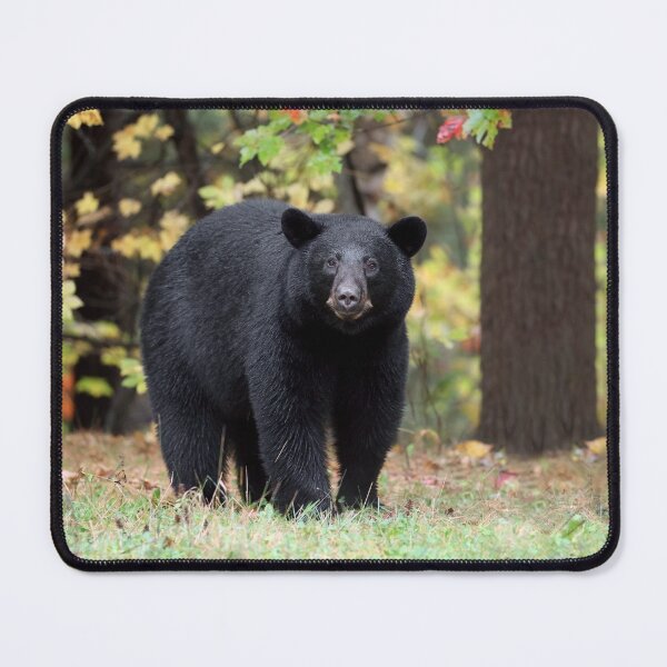 Item preview, Black Bear designed and sold by mlorenz.