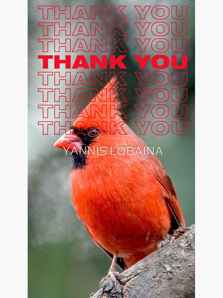 Thumbnail 3 of 3, Sticker, THANK YOU WITH Colourful Northern Cardinal  bird By  Yannis Lobaina  designed and sold by YANNIS LOBAINA.