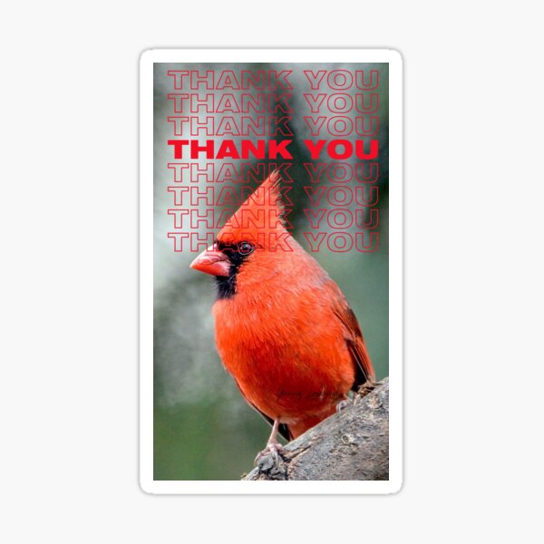 THANK YOU WITH Colourful Northern Cardinal bird By Yannis Lobaina Sticker