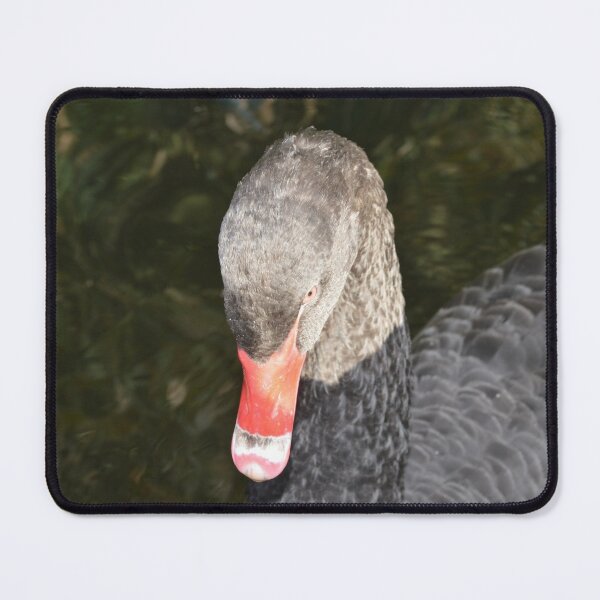 Item preview, Australian Black Swan designed and sold by MottoDigging.