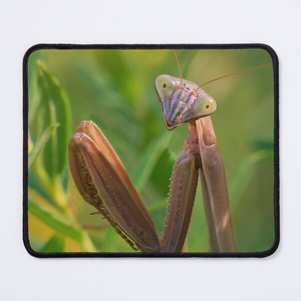 Item preview, My Head Swivels 180 Degrees and I am Watching You designed and sold by dlamb.