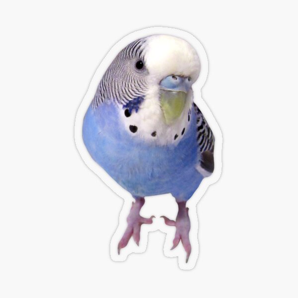Coopie Sticker Transparent Sticker
