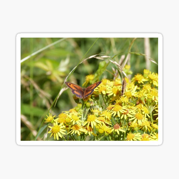 Gatekeeper on ragwort Sticker