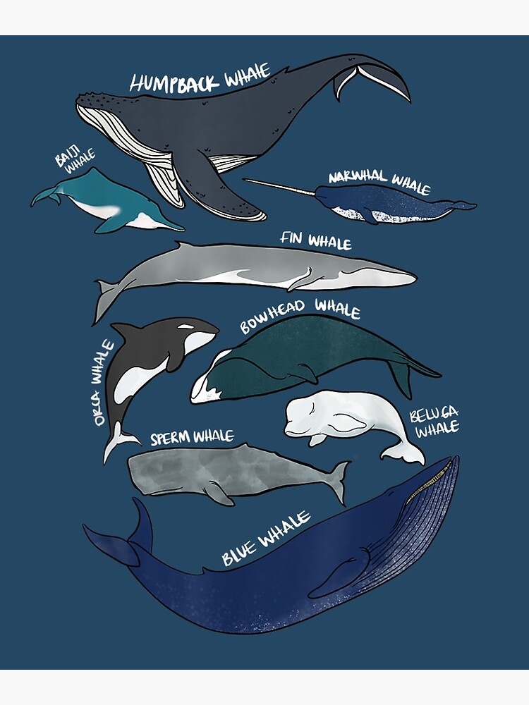Oacian blue cartoon fish 9 types of whales fish is life blue ocean lover  Poster for Sale by didian03