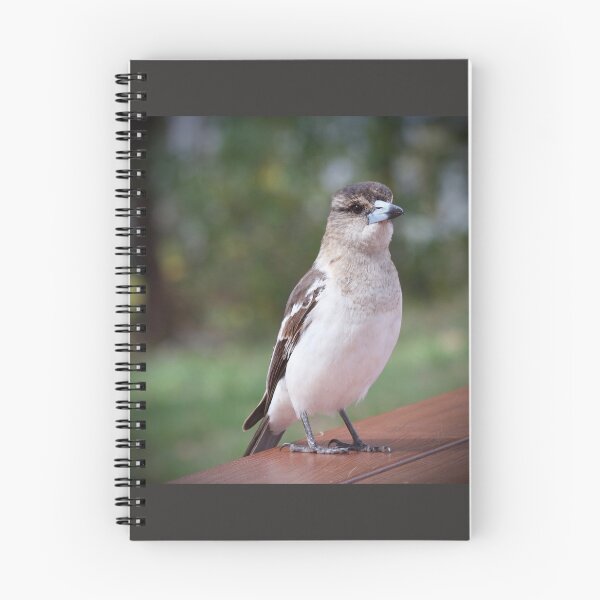 Item preview, Grey Butcherbird  designed and sold by MargsNaturePix.