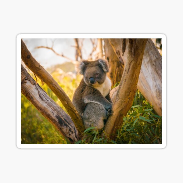 Koala Bear Sticker