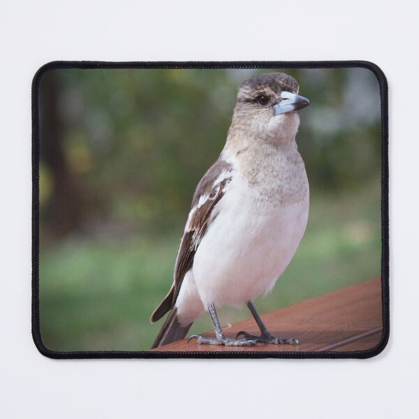 Item preview, Grey Butcherbird  designed and sold by MargsNaturePix.