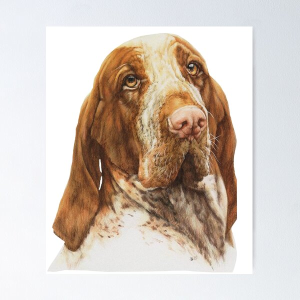 Item preview, Bracco Italiano face designed and sold by mikoala50.