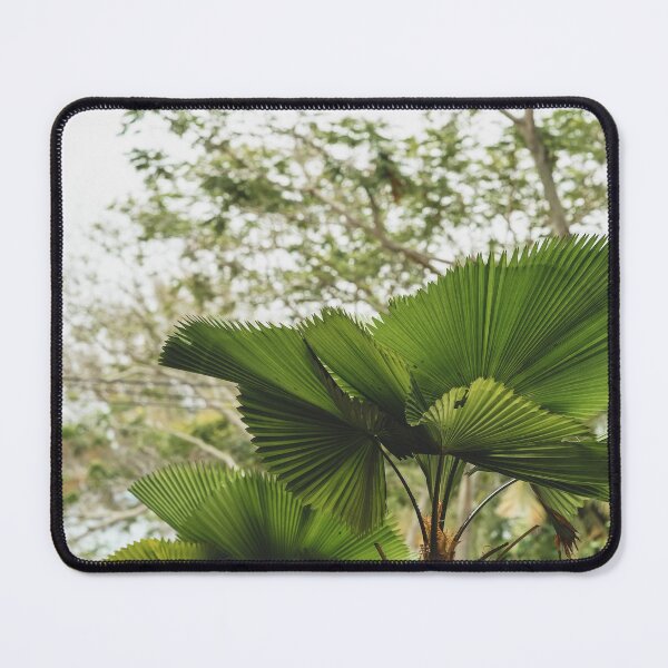 Item preview, Licuala grandis is a single stem palm designed and sold by ellinnur.