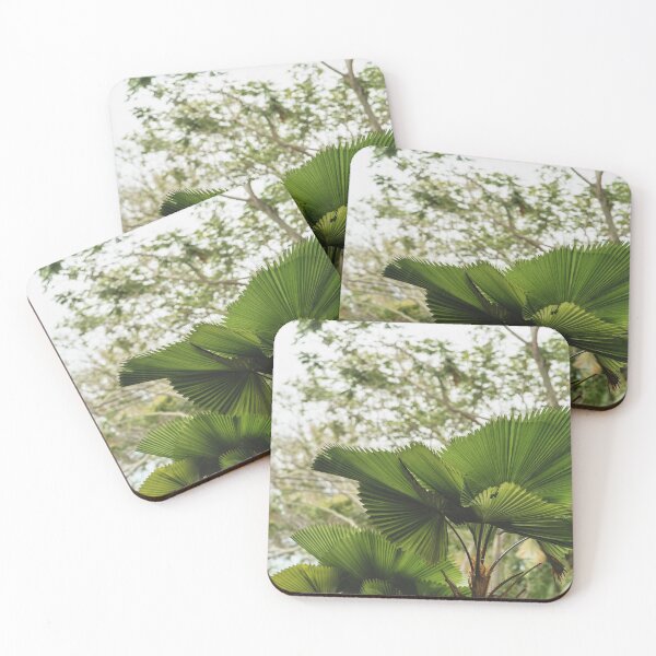 Item preview, Licuala grandis is a single stem palm designed and sold by ellinnur.