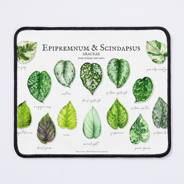 Item preview, Epipremnum & Scindapsus designed and sold by PetitMartin.