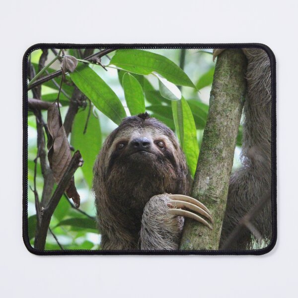 Item preview, Sloth 001 designed and sold by JAMFoto.