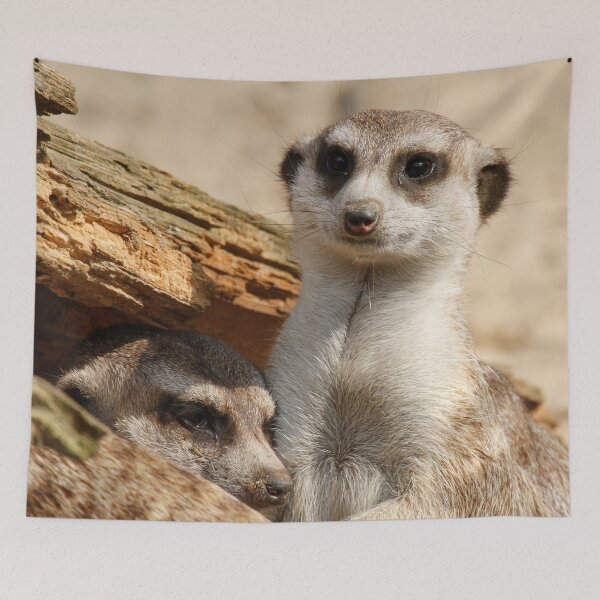 Item preview, Meerkat 042 designed and sold by JAMFoto.