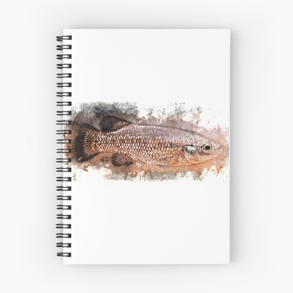 Item preview, Black Prince - Characodon audax designed and sold by AquariumLutter.