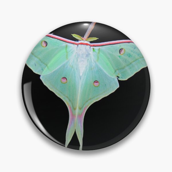 Item preview, _DSC4158 Atlas Moth. color designed and sold by Sunil Kapadia.
