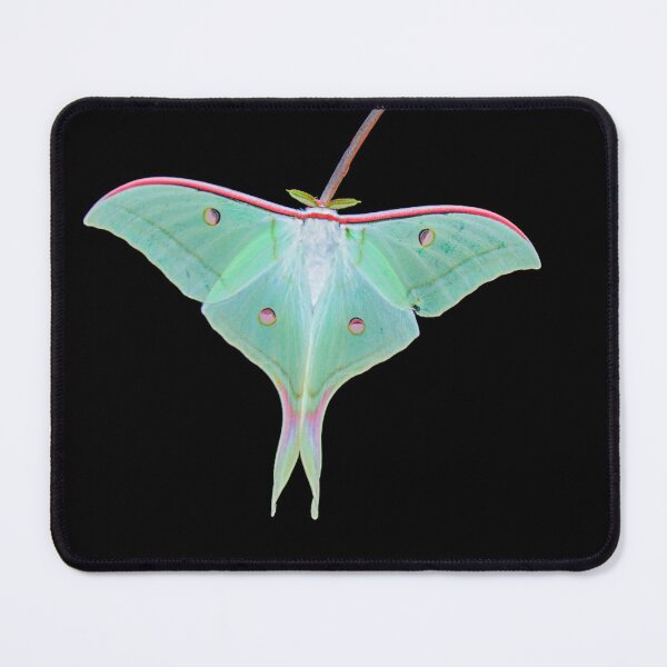 Item preview, _DSC4158 Atlas Moth. color designed and sold by Sunil Kapadia.