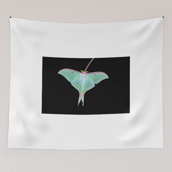 Item preview, _DSC4158 Atlas Moth. color designed and sold by Sunil Kapadia.