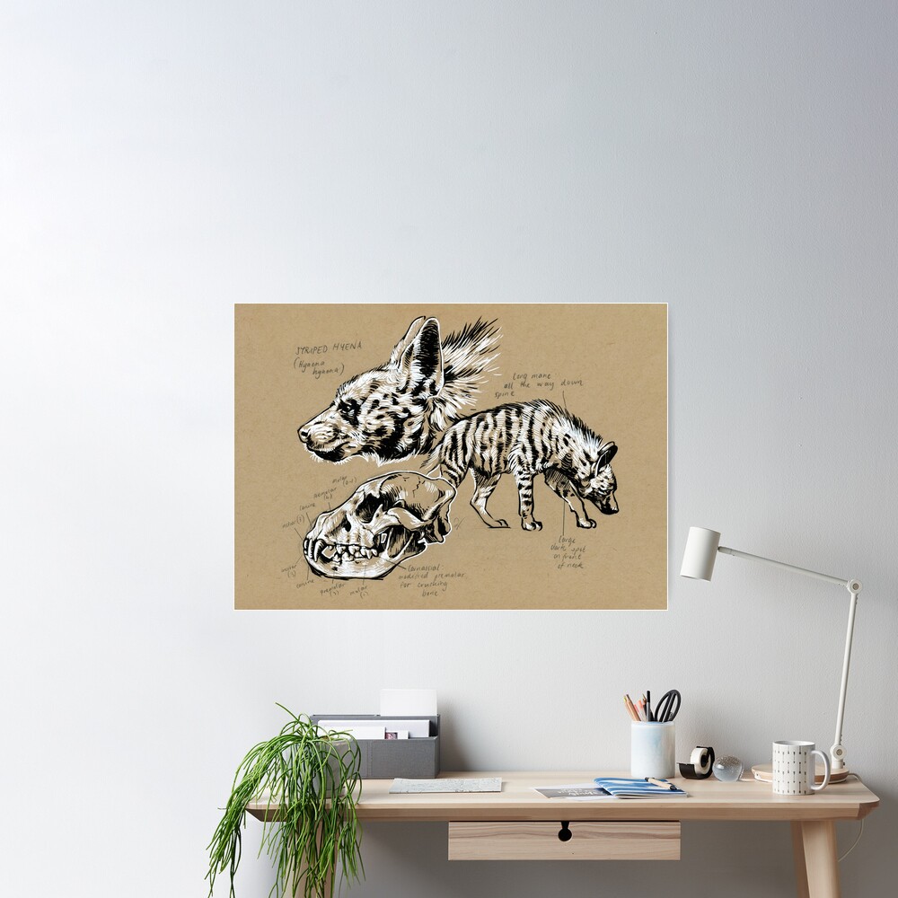 Striped Hyena Anatomy Poster