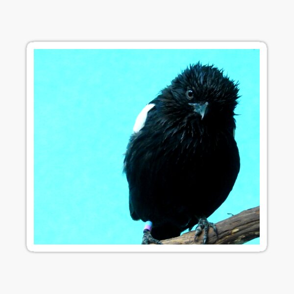 Item preview, Magpie Shrike designed and sold by Barnbk02.