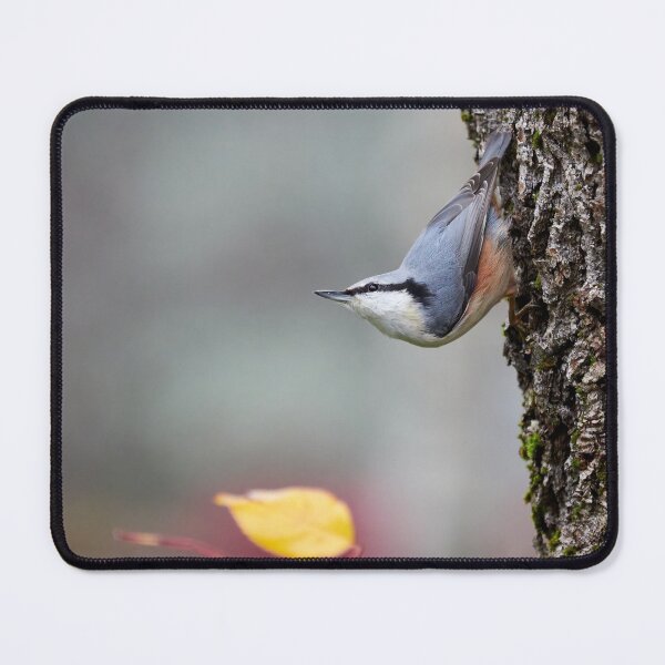 Item preview, Is the winter coming. Eurasian nuthatch designed and sold by Jouko Lehto Photography.