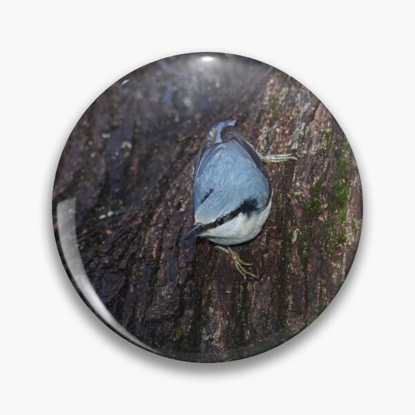 Item preview, Drama. Eurasian nuthatch designed and sold by Jouko Lehto Photography.
