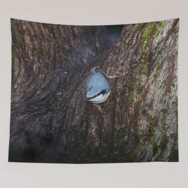Item preview, Drama. Eurasian nuthatch designed and sold by Jouko Lehto Photography.
